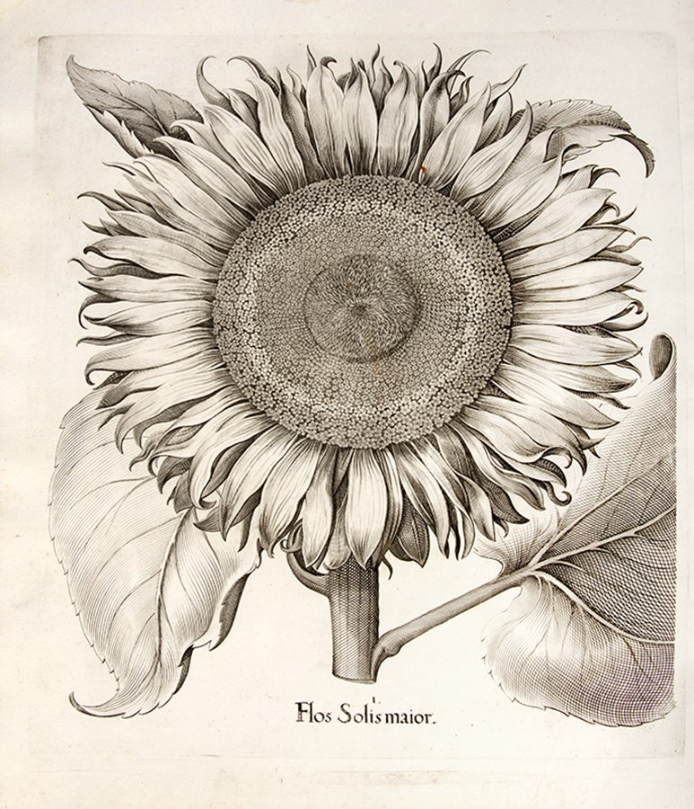 Hortus Eystettensis...